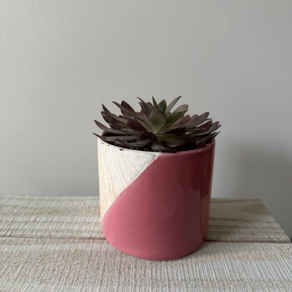 Succulent